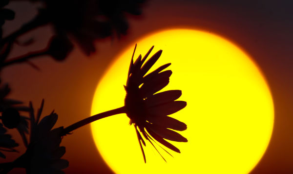 Ромашка на фоне заходящего солнца