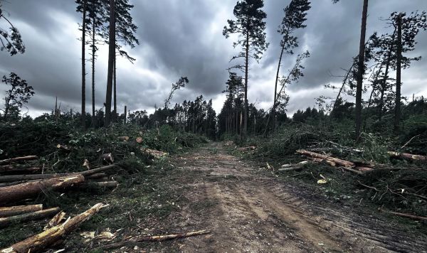 Последствия урагана, прошедшего 6-7 августа в Литве