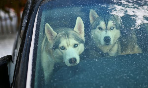 Собаки в автомобиле 