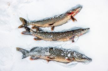 Национальный парк "Водлозерский" в Карелии зимой