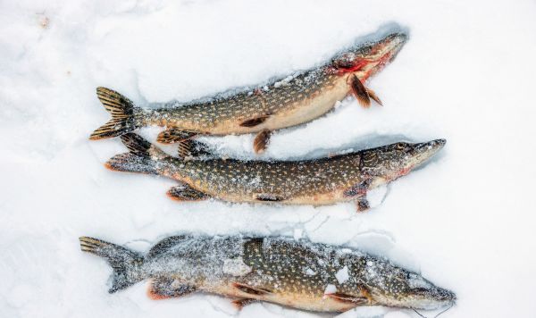 Национальный парк "Водлозерский" в Карелии зимой