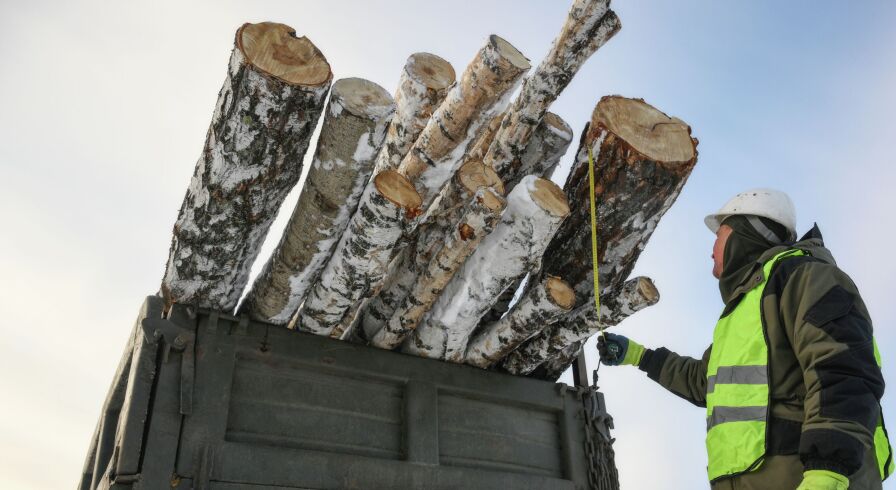 Сотрудники лесохозяйственного предприятия Колыванского района Новосибирской области отгружают дрова