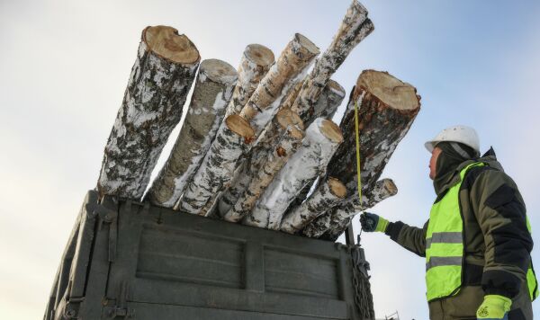 Сотрудники лесохозяйственного предприятия Колыванского района Новосибирской области отгружают дрова