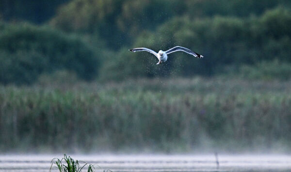 Птицы на Нарских прудах в Подмосковье
