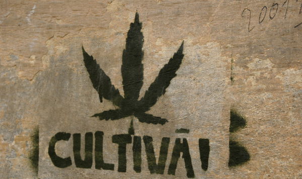 Штамп марихуаны на стене