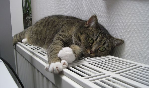 Кот на батарее