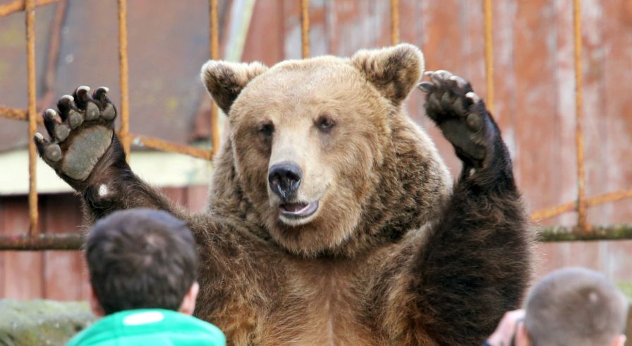 Бурый медведь в зоопарке города Калининграда
