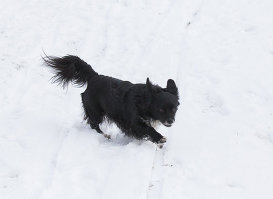 Всемирный день снега в Риге.